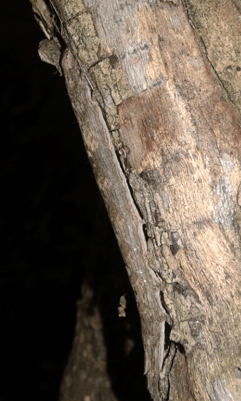 Bruchi di Dysgonia algira (Erebidae)?